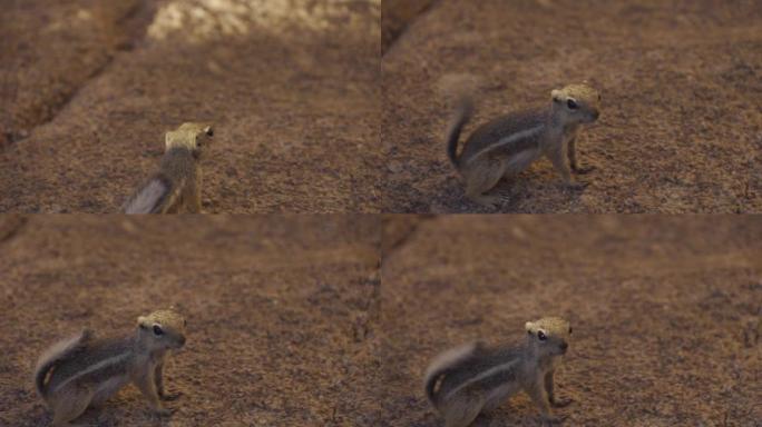 白尾羚羊松鼠小型哺乳动物纪录片素材萌宠