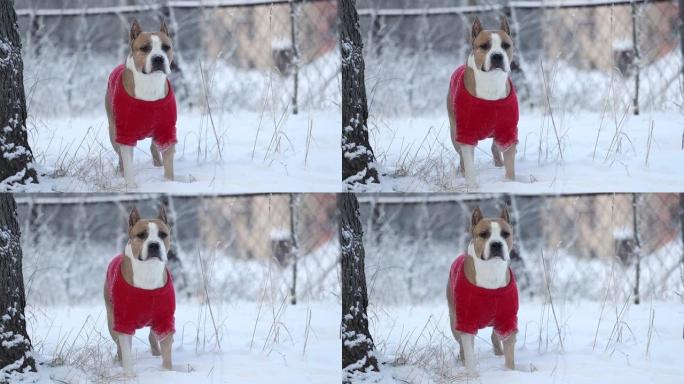 冬天穿着红色雨披的美国比特犬