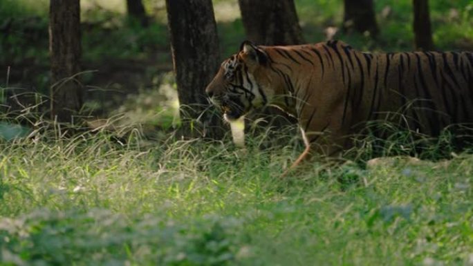 一只美丽的孟加拉虎在印度中部森林的草地上慢动作行走