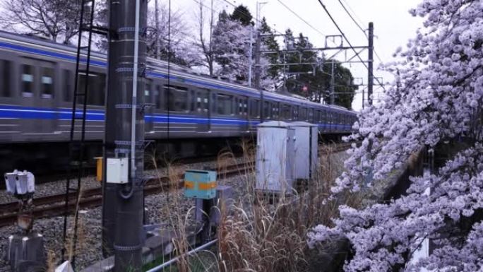 樱花与过往列车在铁路阴天