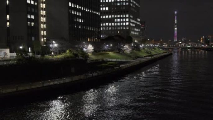 东京新川公园樱花夜2022