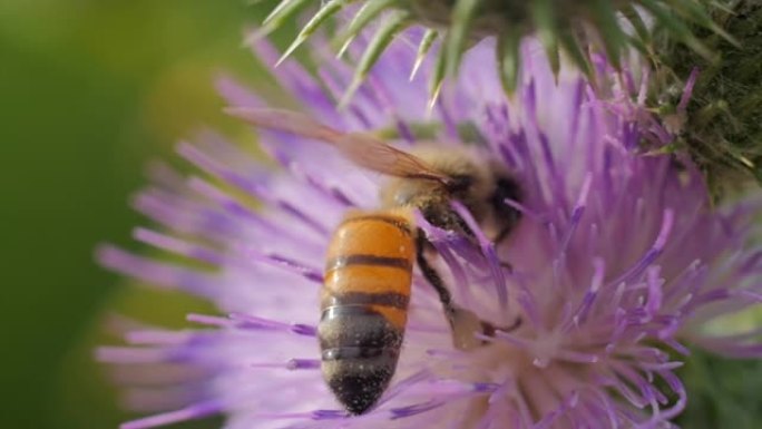 微距射击蜜蜂微距实拍特写展示吮吸花蜜