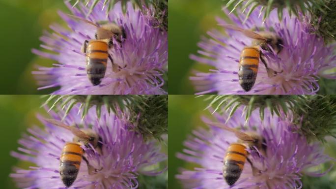 微距射击蜜蜂微距实拍特写展示吮吸花蜜