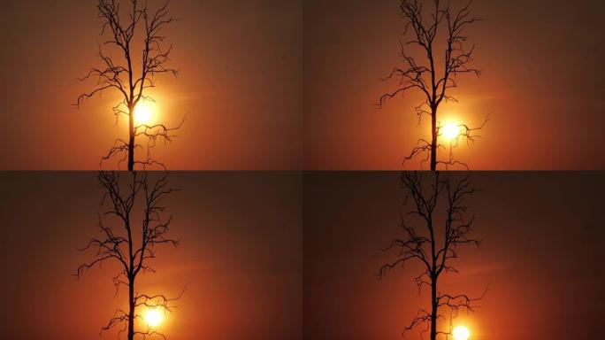 时间流逝-枯树和日落。