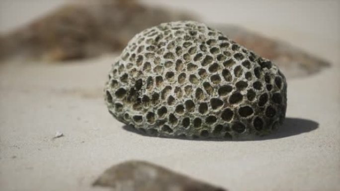 沙滩上的老珊瑚