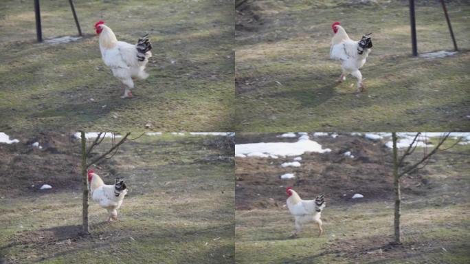 村舍后院里一只奔跑的公鸡。饲养家禽。