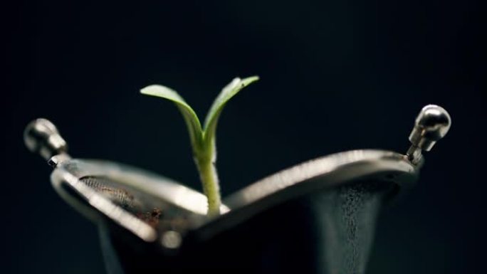 绿色植物从钱包成长，财务成功，存款，市场增长，业务增长概念