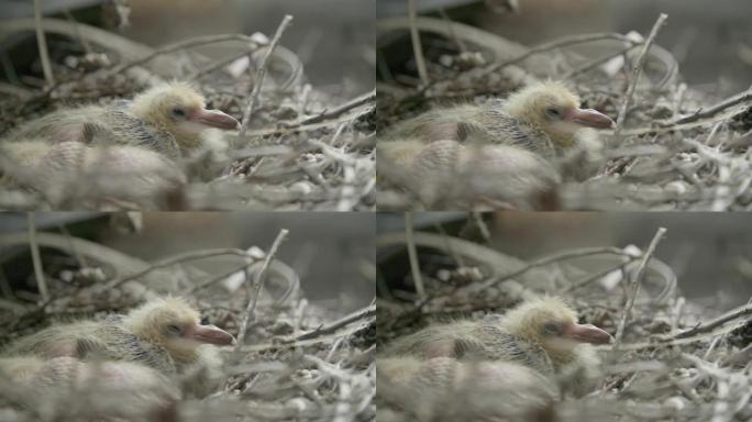 鸽子在巢中孵化