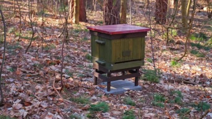 在森林中部署和设置的蜂房蜂蜜蜂箱房