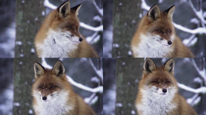 冬天狐狸的肖像。狐狸环顾四周。
