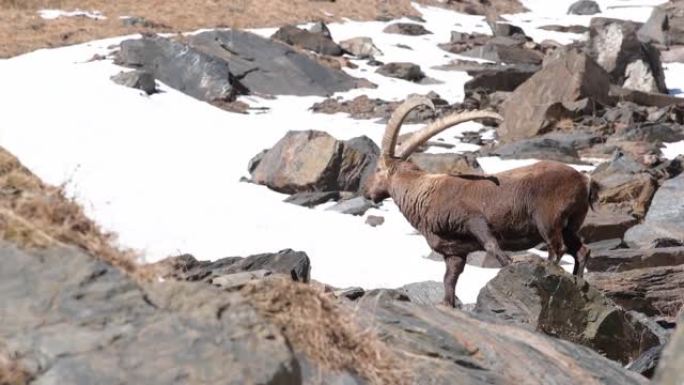 高山ibex male，阿尔卑斯山之王 (Capra ibex)