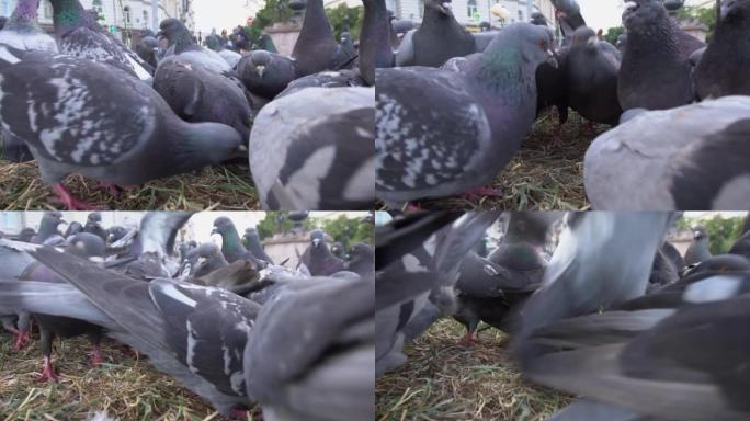 一群鸽子在城市的街道上，为食物而战，从特写镜头中拍摄