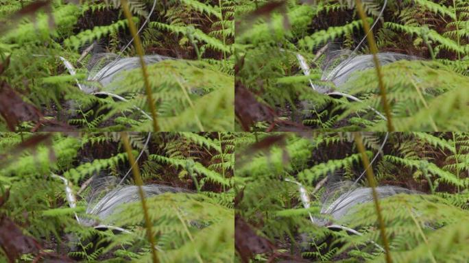 在菲茨罗伊瀑布 (fitzroy falls) 举行的男性精湛的七弦琴求爱表演的后视图