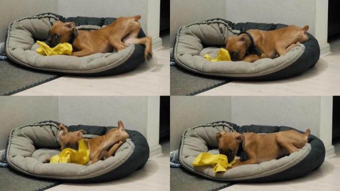 淘气的拳击手小狗偷了一块抹布，啃它有趣，狗的不良行为