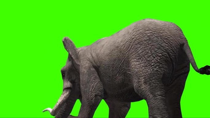 大象在绿色屏幕上喷水