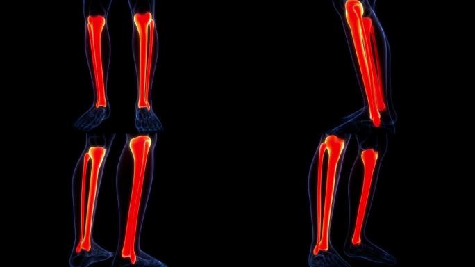 人体骨骼系统胫腓骨关节解剖动画概念