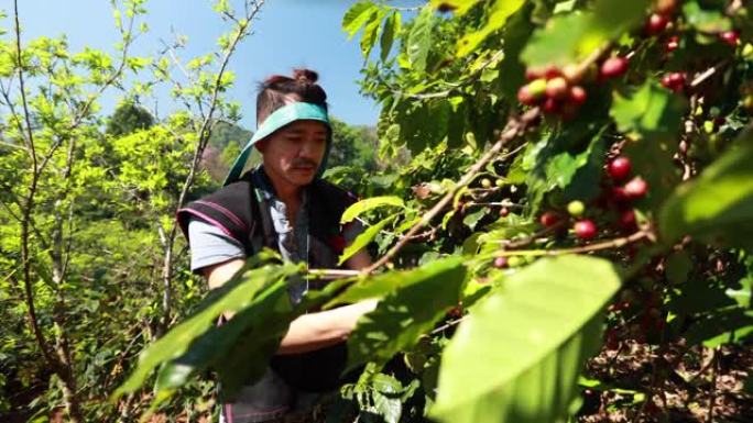 亚洲男子农民在咖啡厂收获咖啡豆