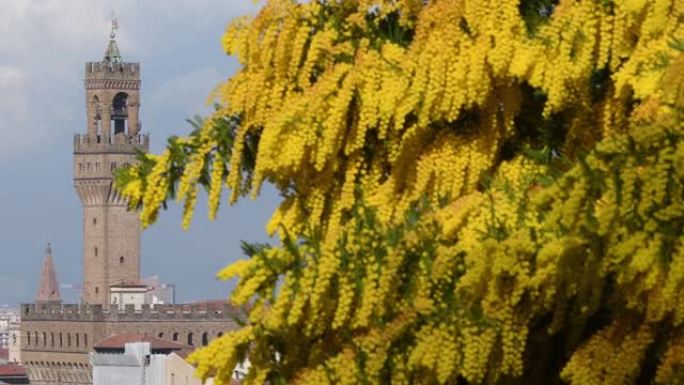 佛罗伦萨米开朗基罗广场盛开的含羞草植物，背景是佛罗伦萨市政厅的塔楼。意大利。