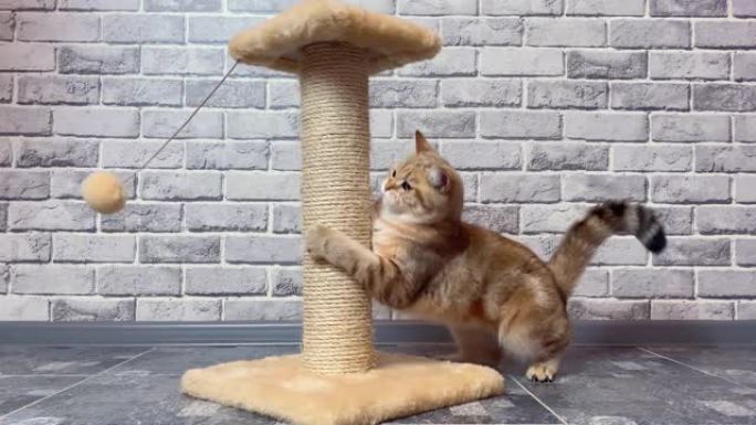 在厨房的灰色墙壁背景上，姜条纹猫玩毛球的特写镜头。金色龙猫英国猫，可爱的宠物。