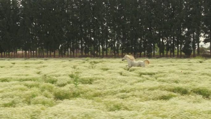一匹美丽的白马在赛马场的绿色植物中自由奔跑。
