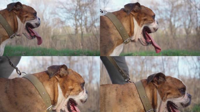 户外散步时舌头伸出的狗的脸特写。英国斗牛犬在领跑附近的主人。4k