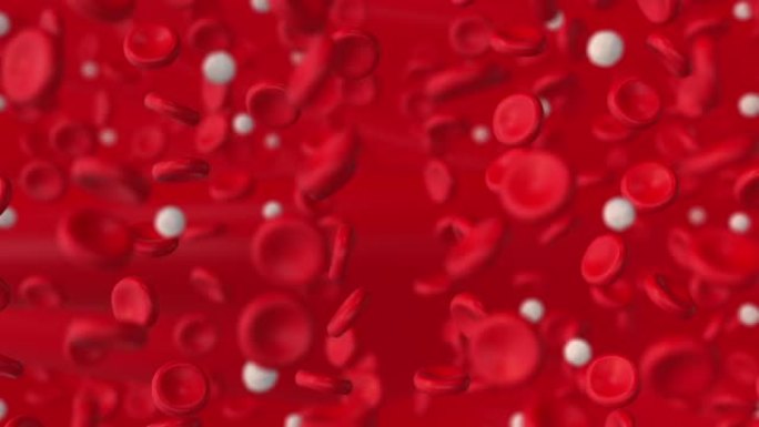 动脉中的红细胞和白细胞