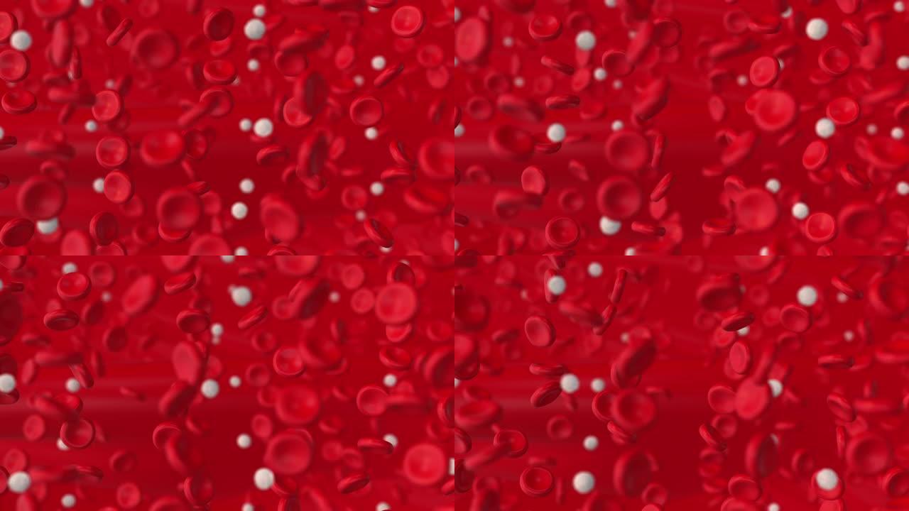 动脉中的红细胞和白细胞