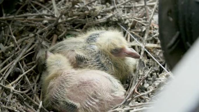 巢中的鸽子孵化