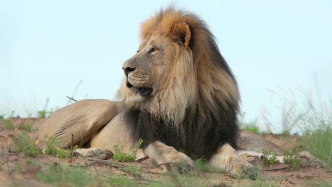 南非卡拉哈里沙漠自然栖息地中的大雄非洲狮