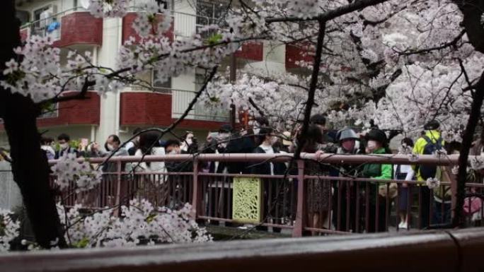 东京目黑河边观赏樱花
