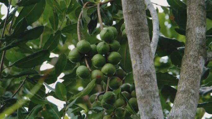 绿色新鲜澳洲坚果水果挂在树枝上
