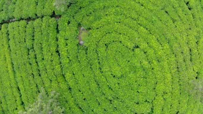 锡兰绿茶种植园飞上无人机视图4k镜头。异国他乡旅游或茶叶种植农业概念。Haputale，斯里兰卡。