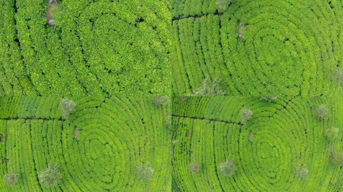 锡兰绿茶种植园飞上无人机视图4k镜头。异国他乡旅游或茶叶种植农业概念。Haputale，斯里兰卡。