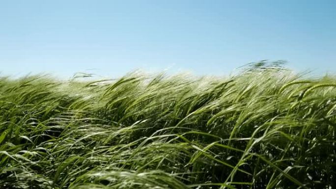 乡村景观中的夏风，植物摇摆的低角度视图