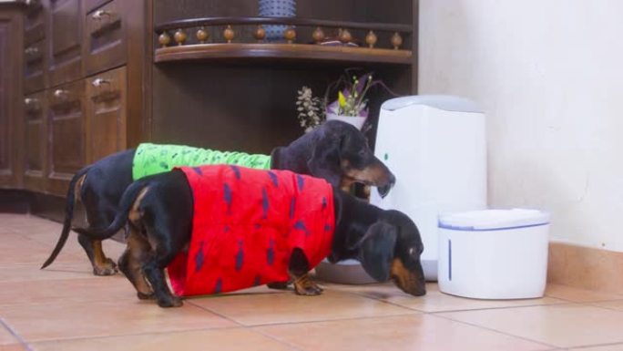 两只穿着t恤的有趣的腊肠狗第一次看到动物的自动宠物喂食机和饮水机，所以他们在家里探索和嗅新的小玩意