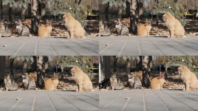 许多无家可归的猫一起坐在大自然的公园里，慢动作