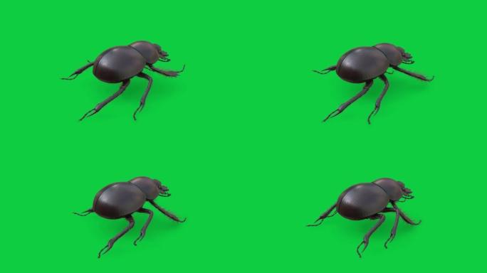 左后视图粪甲虫循环动画在绿屏背景库存镜头