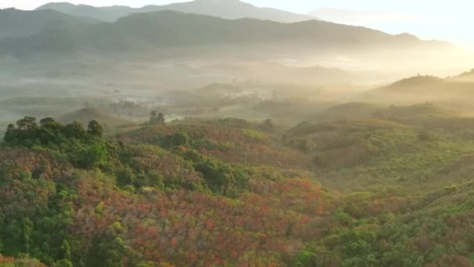 泰国南部秋天橡胶树变色为红叶的空中无人机日出场景