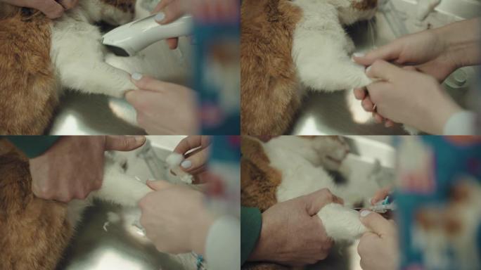 护士机智兽医从猫身上取血