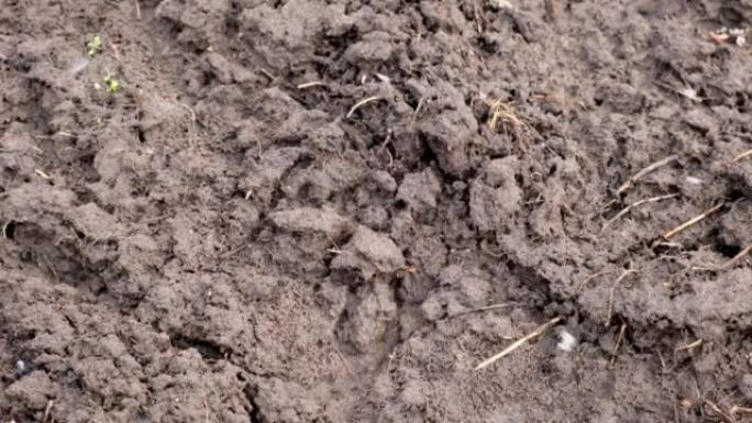 肥沃土壤的纹理俯视图。春季园艺季节概念。田野上松动的地球。冬小麦的春播。农业机械在黑土上的痕迹。
