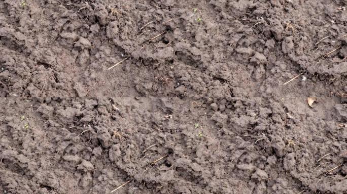 肥沃土壤的纹理俯视图。春季园艺季节概念。田野上松动的地球。冬小麦的春播。农业机械在黑土上的痕迹。
