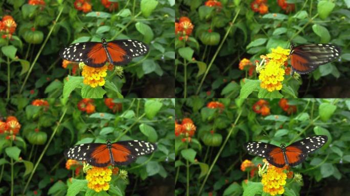 蝴蝶在一朵黄花上。电影特写镜头