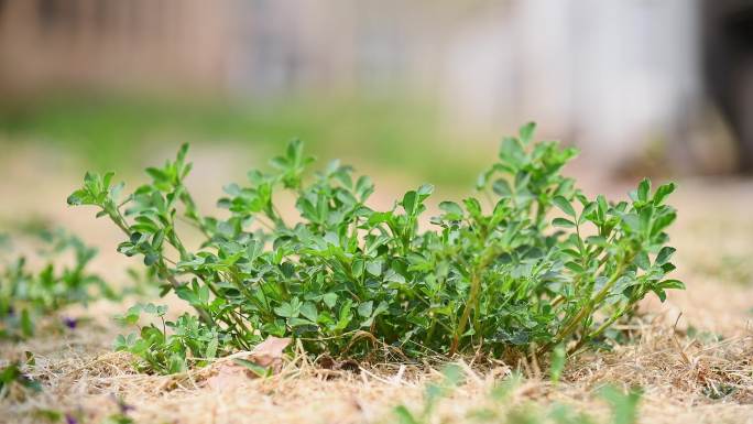 野草