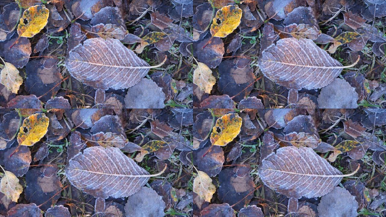 地面上的第一个寒冷的夜晚霜冻，落叶的近距离拍摄
