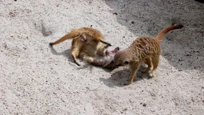 猫鼬，苏里卡塔·苏里卡塔跳来跳去，互相搏斗