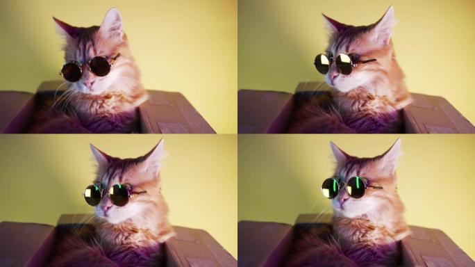 戴着眼镜的可爱姜猫坐在霓虹灯下黄色背景的盒子里