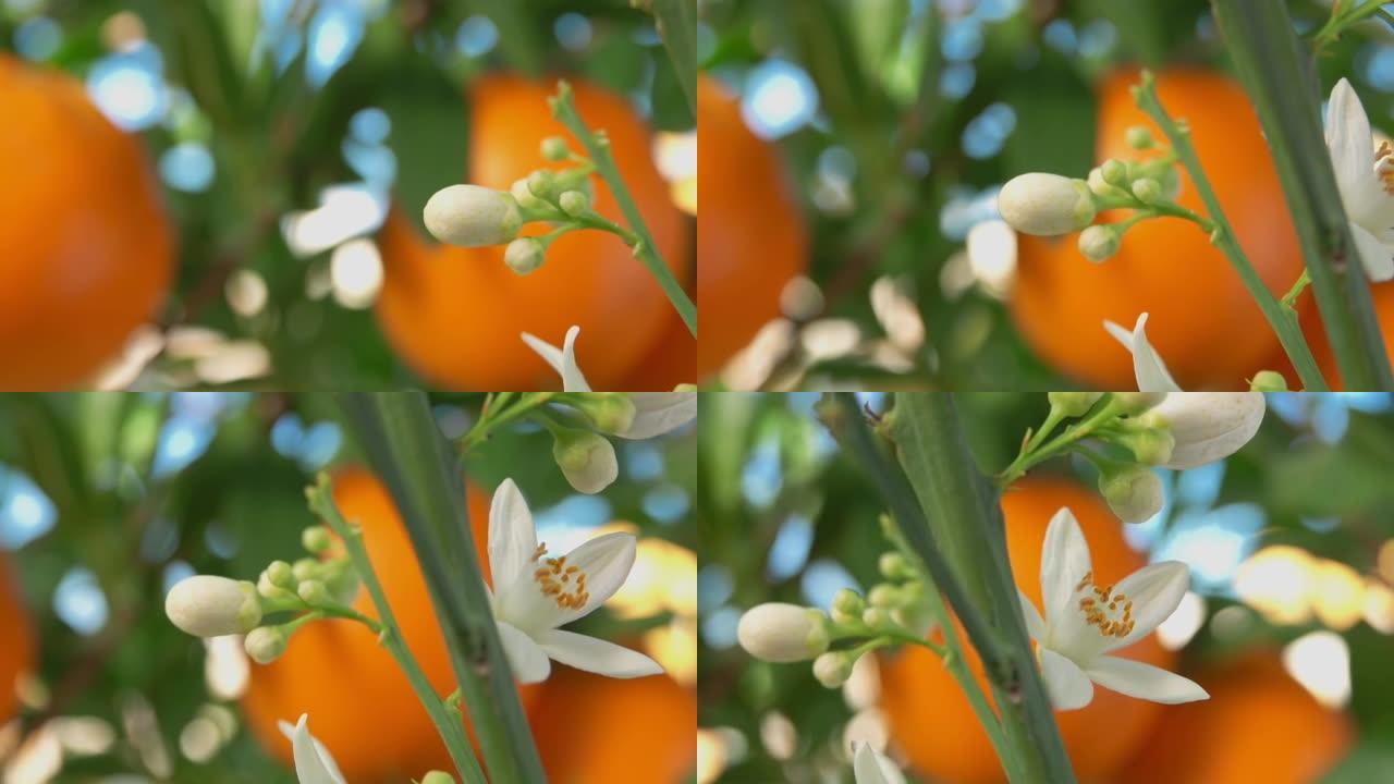 树枝上盛开的白色橙色香花的超级特写镜头
