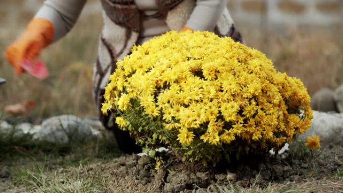 一个戴着手套的女人种黄色的菊花。家庭园艺。
