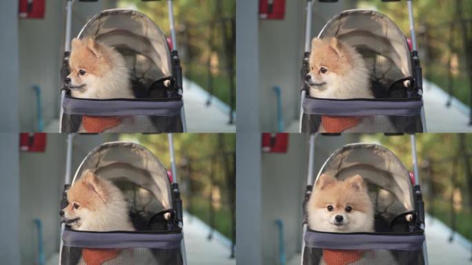 近距离追踪可爱的小博美犬在宠物婴儿车中漫步在城市公园，在阳光明媚的夏日带宠物旅行。
