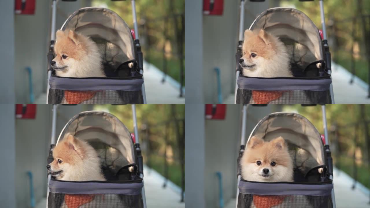 近距离追踪可爱的小博美犬在宠物婴儿车中漫步在城市公园，在阳光明媚的夏日带宠物旅行。